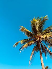 Low angle view of coconut palm tree against blue sky