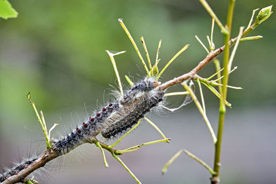 Close-up of insect on plant