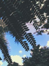 Low angle view of plants against sky