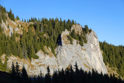 Low angle view of pine trees against clear sky