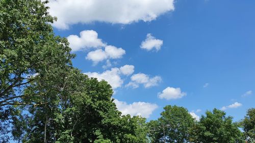 Low angle view of trees against sky