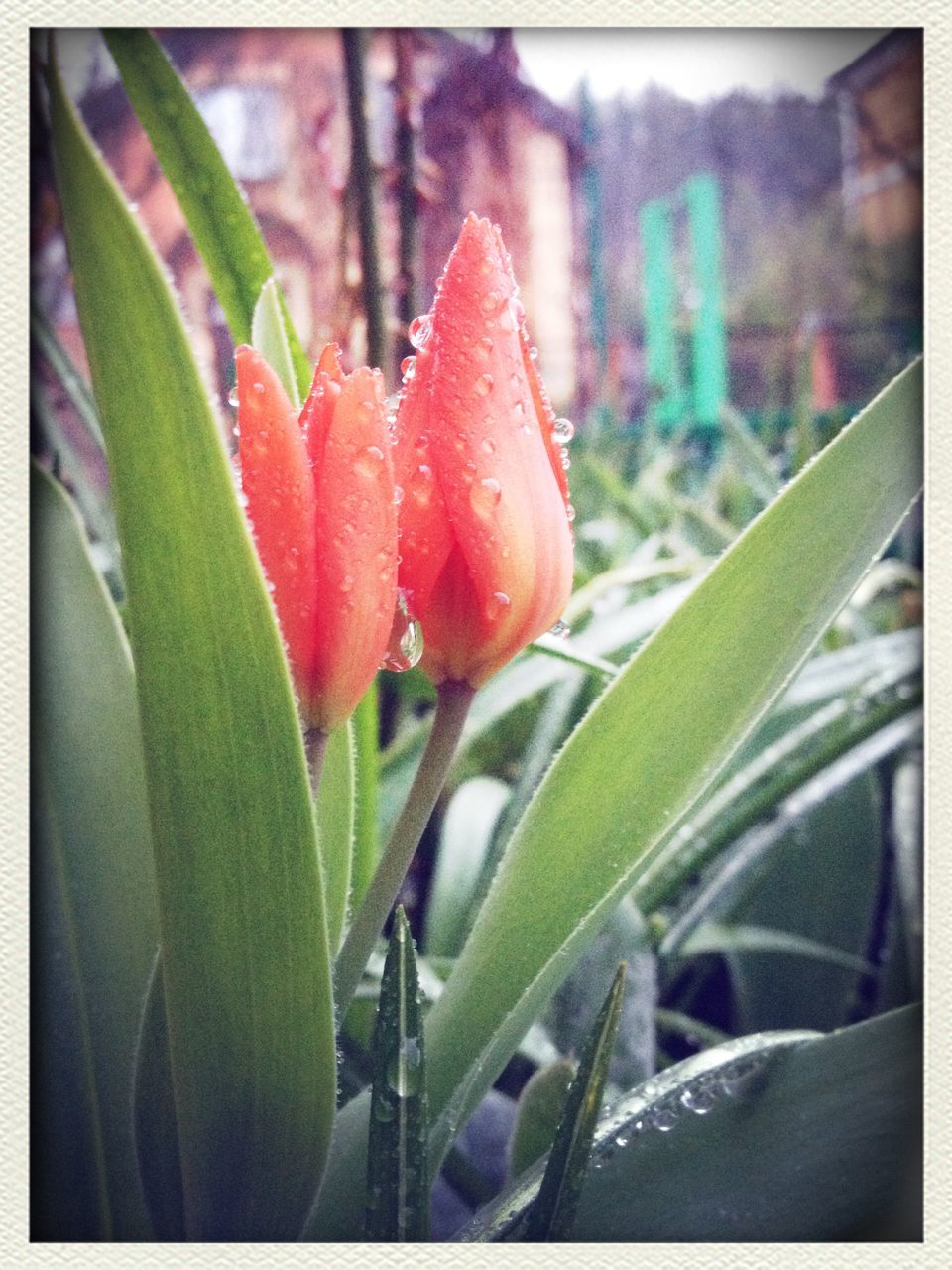 transfer print, growth, auto post production filter, close-up, freshness, red, plant, leaf, focus on foreground, flower, nature, fragility, beauty in nature, green color, selective focus, bud, stem, petal, day, field