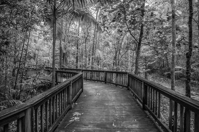 Footbridge amidst trees in forest