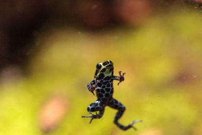 Iridescent variable poison dart frog ranitomeya variabilis is found in the tropical rain forest