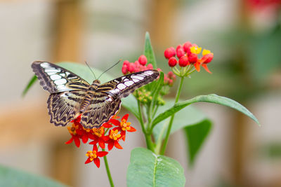 Close-up of butterfly pollinating on flower