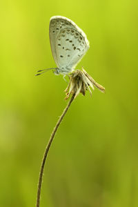 Close-up of insect on leaf