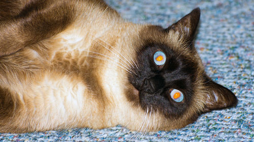 Close-up portrait of cat sitting