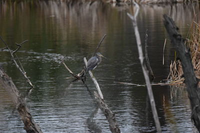 View of birds perching on driftwood in lake