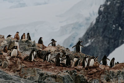 Penguins on rock formations