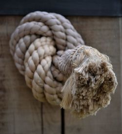 High angle view of bird tied up on wood