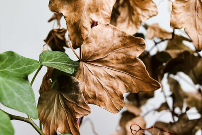 Close-up of dry leaves on plant