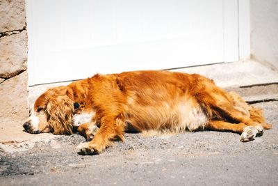 Close-up of a sleeping cat