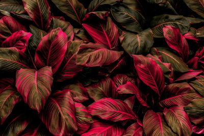 Full frame shot of red flowers