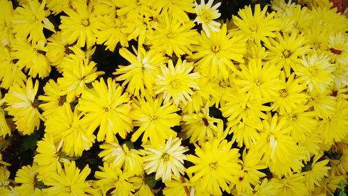 Full frame shot of yellow flowers blooming outdoors