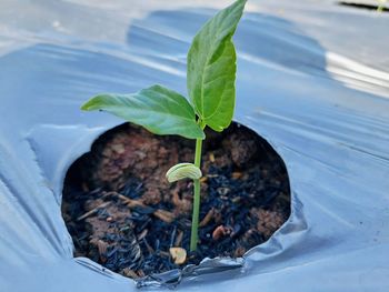 Close-up of small plant growing on field