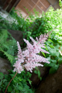 Close-up of pink flowers