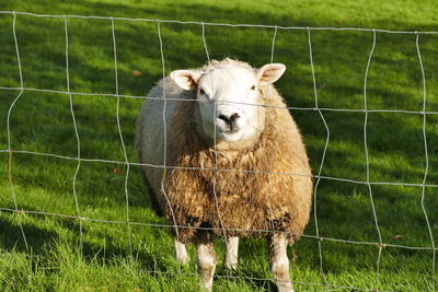 Close-up of sheep grazing on grass