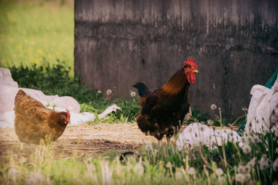 Rooster on field