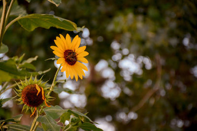Close-up of yellow flowers blooming outdoors