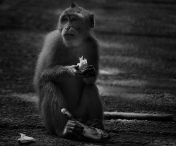 Monkey eating food