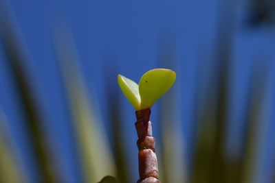 Close-up of yellow flower growing outdoors