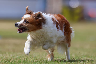 Close-up of dog running on field