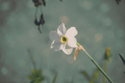 Close-up of white flowering plant