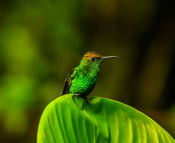 Close-up of a hummingbird perching on leaf