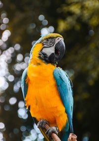 Close-up of blue parrot perching on branch