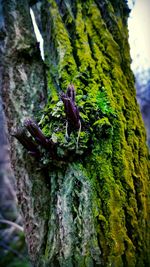 Close-up of tree trunk