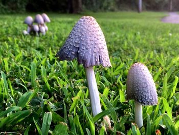 Close-up of mushroom growing on grassy field