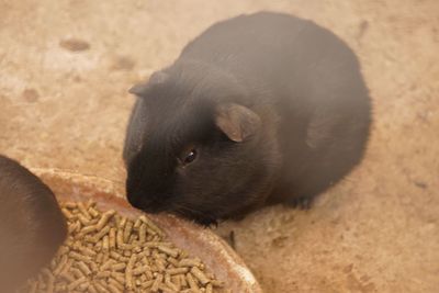 High angle view of a rabbit