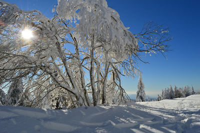 Low angle view of bare tree against clear blue sky