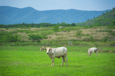 Sheep in a field