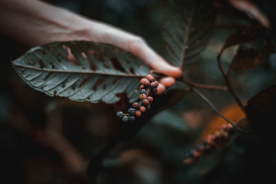 Close-up of hand holding leaves