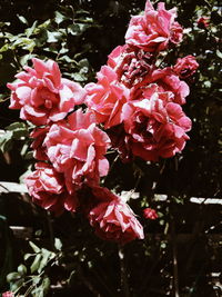 Close-up of pink flowers