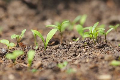 Close-up of small plant growing on field