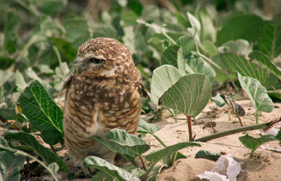 Burrowing owl amidst leaves