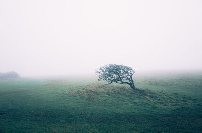 Trees in foggy weather