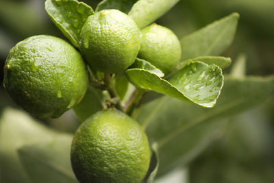 Close-up of fruits on tree