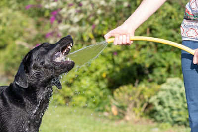 Portrait of a silly black labrador trying to drink water from a hose pipe