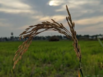 Close-up of stalks in field against sky