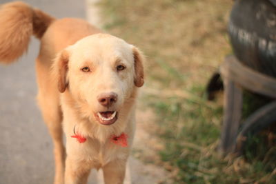 Portrait of dog standing outdoors