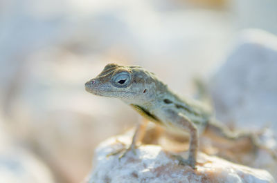 Extreme close-up of reptile