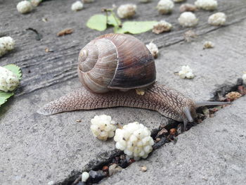 Close-up of snail on land