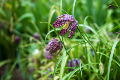 Close-up of purple flowering plant on field