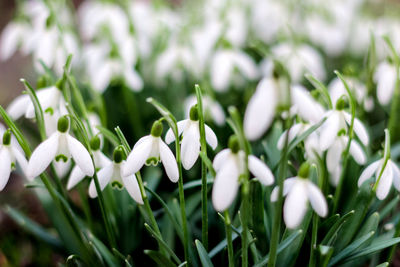 Close-up of white flowering plants on field