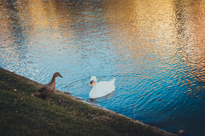 Swan perching on lake