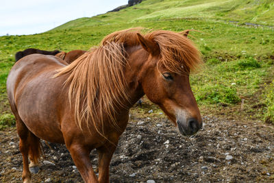 Horse standing in a field