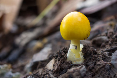 Mushrooms in the forest. edible white mushrooms. yellow mushrooms. ecotourism activities.